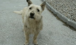 人和狗交配视频,揭秘人狗交配视频背后的真相